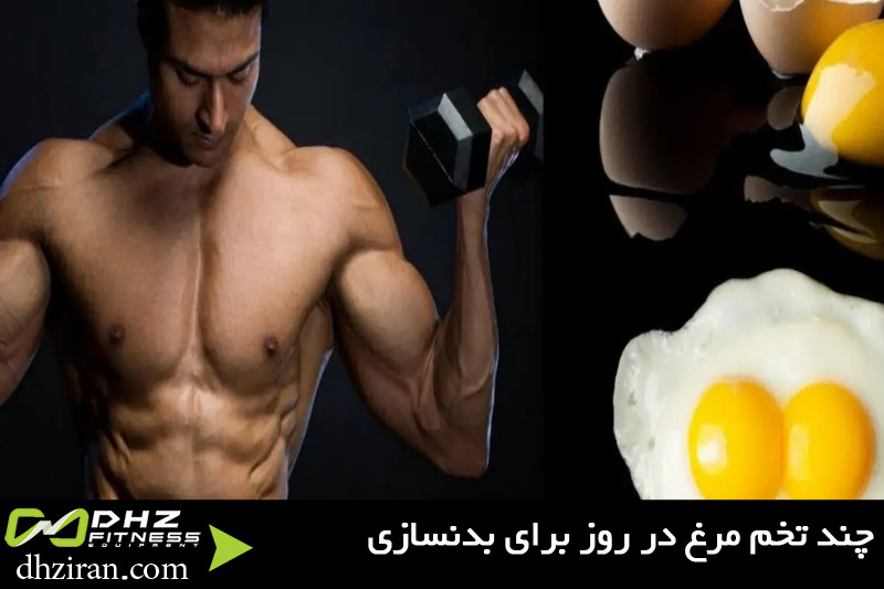 چند تخم مرغ در روز برای بدنسازی 