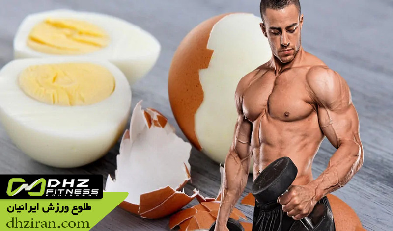 فواید پروتئین تخم مرغ برای عضله سازی و افزایش قدرت 