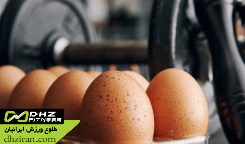 پروتئین آلبومین و نقش آن در رشد عضله و ریکاوری 