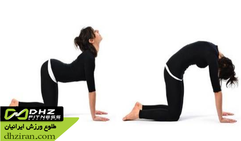 حرکت گاو – گربه برای انعطاف ستون فقرات 