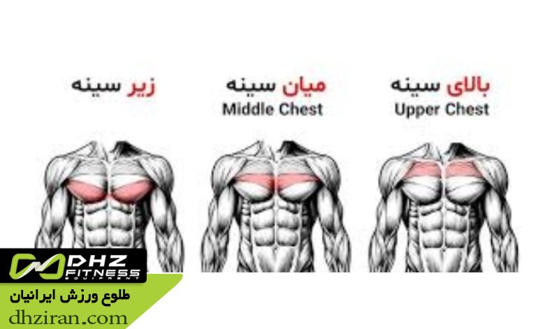 معرفی عضلات سینه