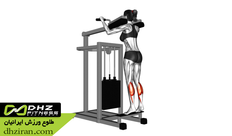 ساق پا ایستاده و نشسته Standing- Seated Calf Raise: 
