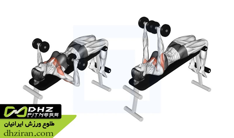 پرس سینه دمبل یا هالتر Barbell Bench Press - Dumbbell