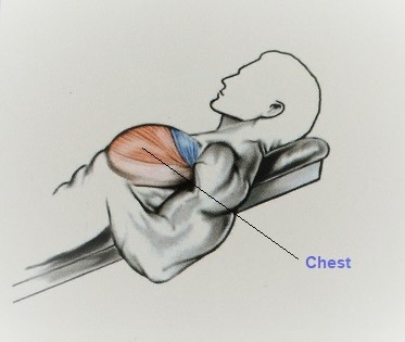 عضله درگیر در کار با دستگاه پرس سینه
